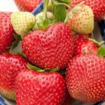 Strawberry Kimberley