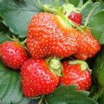 Strawberry garden Mara de Bois