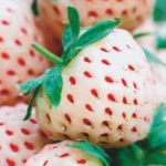 Strawberry Pineberry