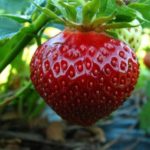 Strawberry Garden Polka