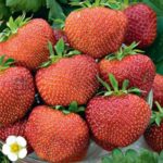 Рафт за ягоди