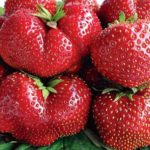 Strawberry garden Wima Tarda