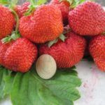 Strawberry garden Wima Zanta