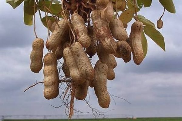 الفول السوداني الفول السوداني