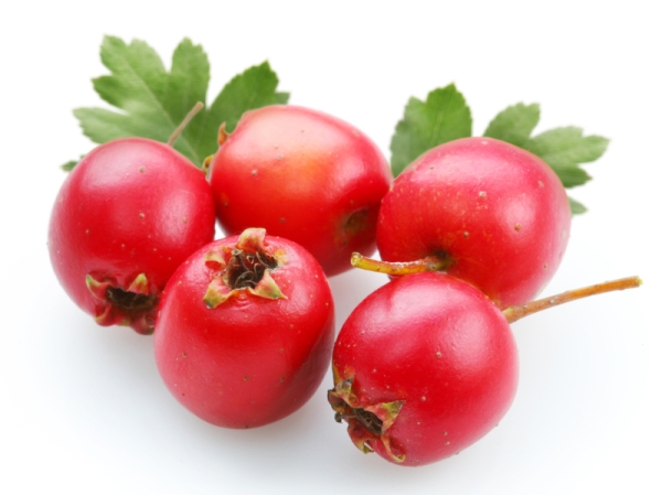  Como preparar e beber hawthorn, receitas de chás e decocções, contra-indicações