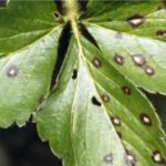 Tache blanche de feuilles de fraise Zenga Zengan