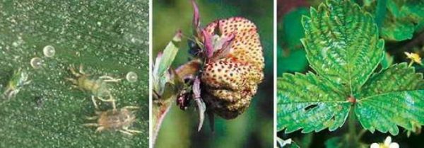 ضربت الفراولة القراد واضحة