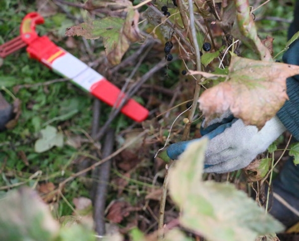 Budama Michurin budama prensibi skoroplodnyh çeşitleri için geniş alanlarda uygulanmıştır.