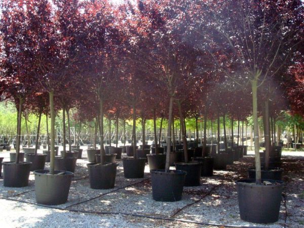 Τα φυτά του κερασιού του Colorat προς πώληση