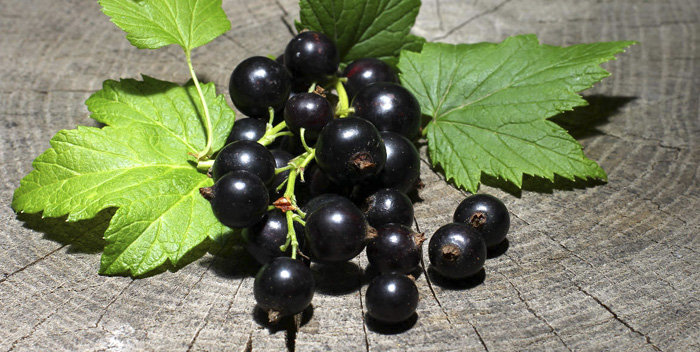  Groselhas Crescentes