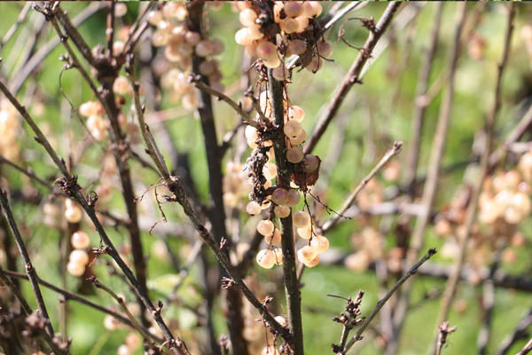 La raison du séchage du groseillier peut être à la fois des facteurs naturels et l’impact des parasites.