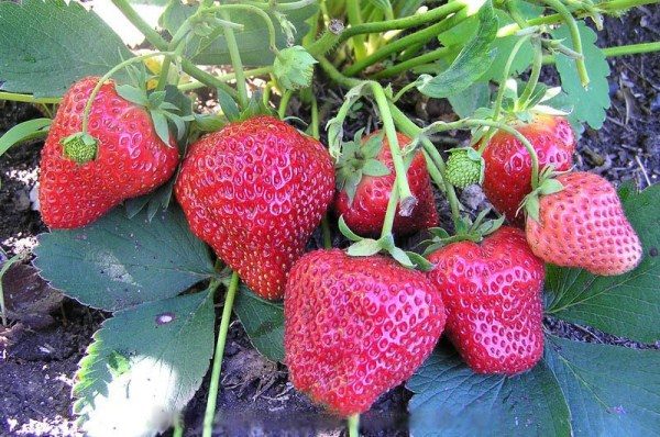 Fraise remontante Elizabeth 2