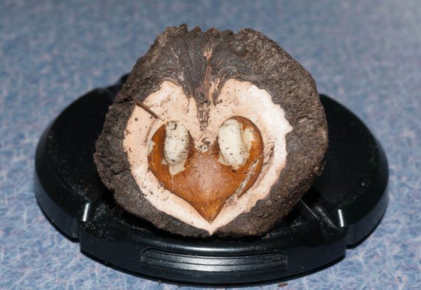 Les noix noires corrodées sont contre-indiquées