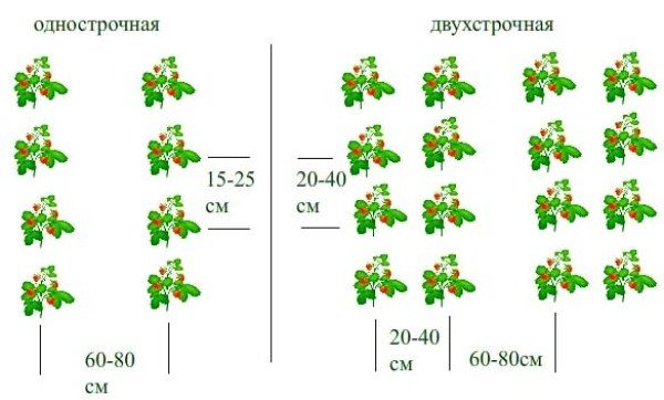 مخطط زراعة الفراولة أصناف المهرجان صف واحد وطريقة صف مزدوج