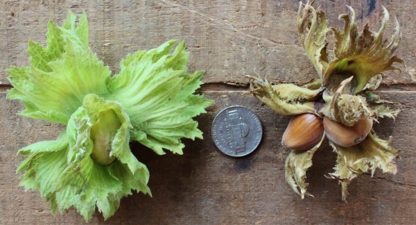 There is no big difference between hazelnuts and hazel, although the economic benefits of hazelnuts are higher than those of hazel