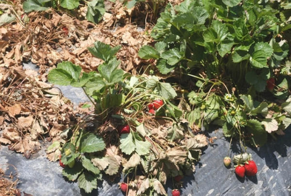 Fraises fanées Fusarium