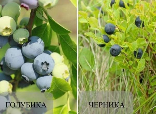 Blueberries and Blueberries