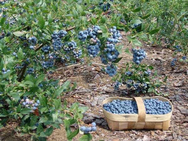  Growing garden blueberries