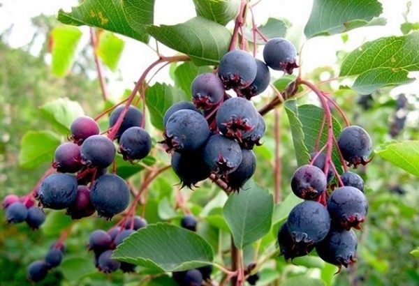 Ripe juicy berries of the Canadian shadberry