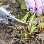 تقليم الخريف من أوراق الفراولة حديقة