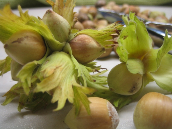 Hazel - wild deciduous shrubs, bear fruit annually, not demanding growing conditions