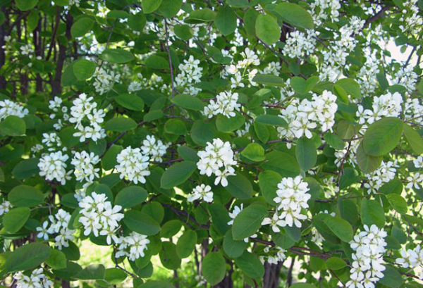 За приготвяне на инфузия цветя irgi трябва да бъдат изсушени