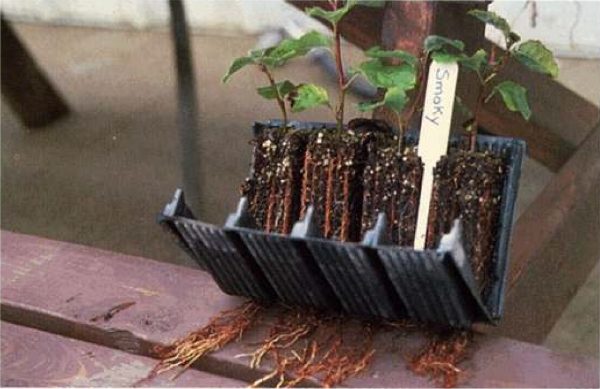 Αναπαραγωγή irgi πράσινα μοσχεύματα