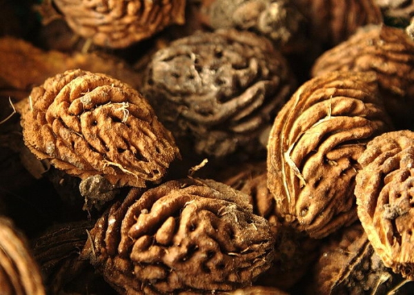  Est-il possible et comment faire pousser une pêche d'une pierre à la maison?