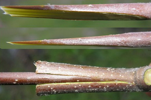 Comment planter un citronnier