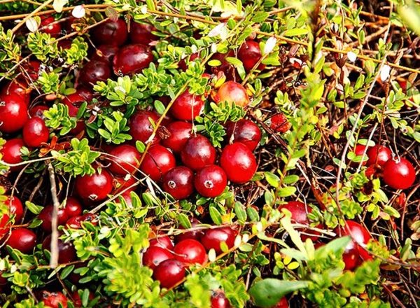  Benefícios para a saúde e danos, propriedades benéficas e contra-indicações de cranberries, receitas da medicina tradicional