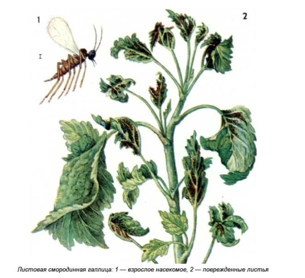 Frenk üzümü yaprağı tomurcuğundan kurtulmak için, tomurcuklanma sırasında ilkbaharda böcek ilacı ekinlerini tedavi etmeniz gerekir.