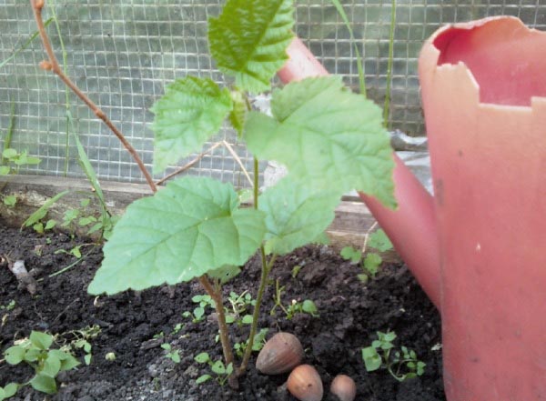 Hazel loves shade, abundant watering, loose fertile soil