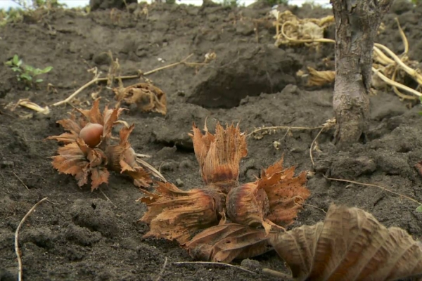 Couvrir le sol devant la brousse avec un voile et bien secouer l'arbre, tous les fruits mûrs vont tomber
