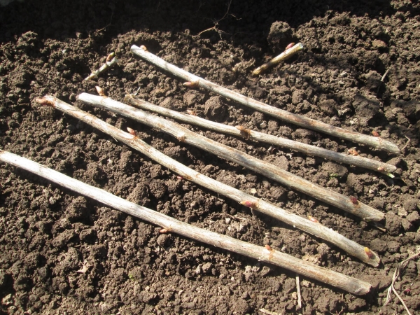 Para plantar mudas verdes de groselha, elas são colhidas na fase de crescimento ativo da planta no verão - do final de junho até o início de julho