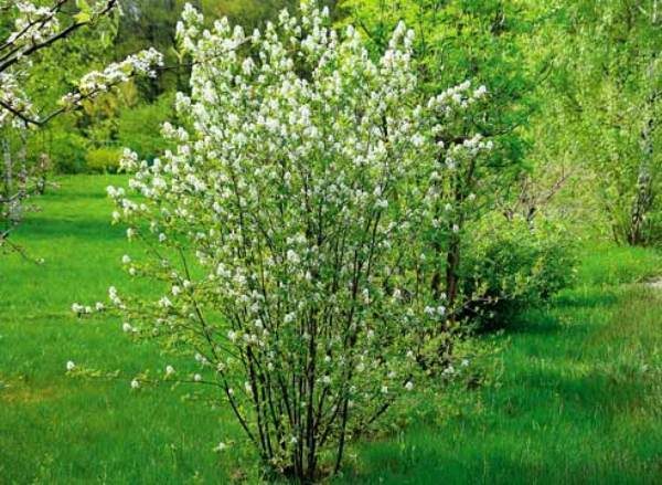 Με την επιφύλαξη των κανόνων και των όρων φύτευσης του φθινοπώρου, ένα irga θα εγκατασταθεί εύκολα