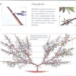 Coupe en taille d'éventail en forme d'éventail de pêche (2-3 ans)