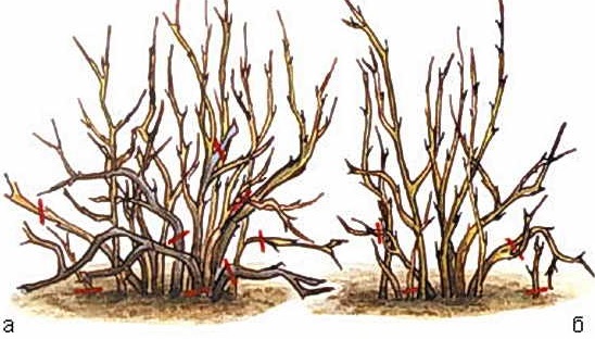 Schéma de taille de groseille