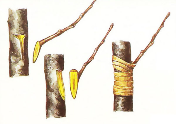 Schéma de bourgeonnement au citron