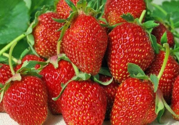 Garden strawberries (pineapple)
