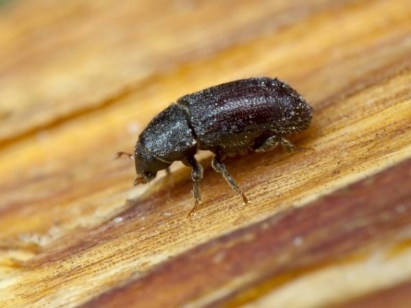 Ξύδι φρούτων - ένα πολύ κοινό παράσιτο του δαμάσκηνου κεράσι