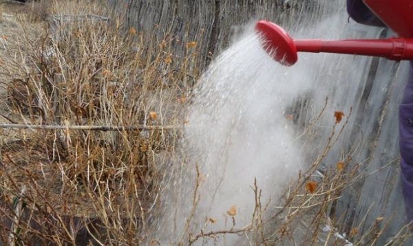 Pour la prévention des branches de cassis peuvent être échaudées à la fin de l'automne