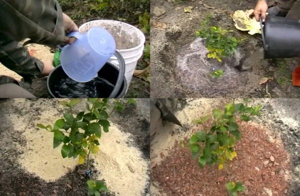 For the first watering of blueberry seedlings, it is necessary to use acidified water.