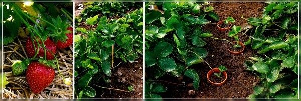Propagation of strawberries with a mustache