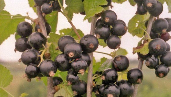 Variété tardive de cassis Kipian