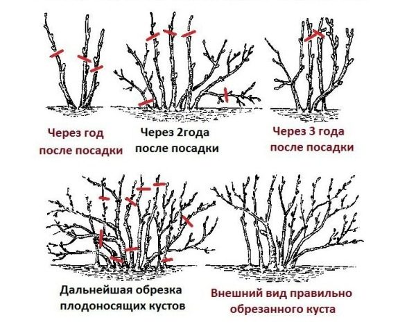 Schéma élagage correct et la formation de groseille