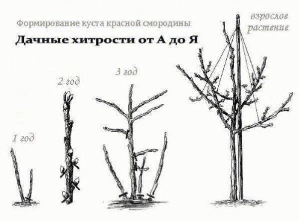 Le schéma de formation du buisson de cassis