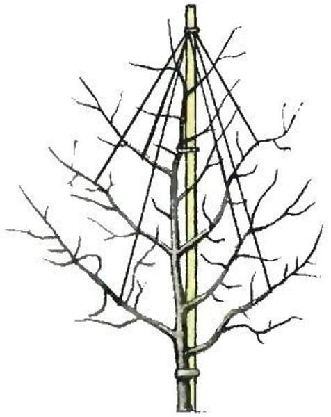 Schéma chatalovki pour les groseilles standard