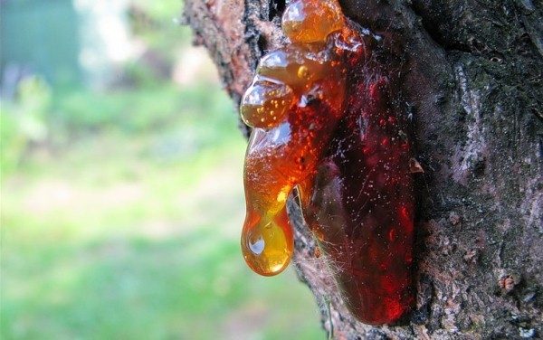 Kametdeka κερασιά δαμάσκηνο Κομπιάν κομήτη