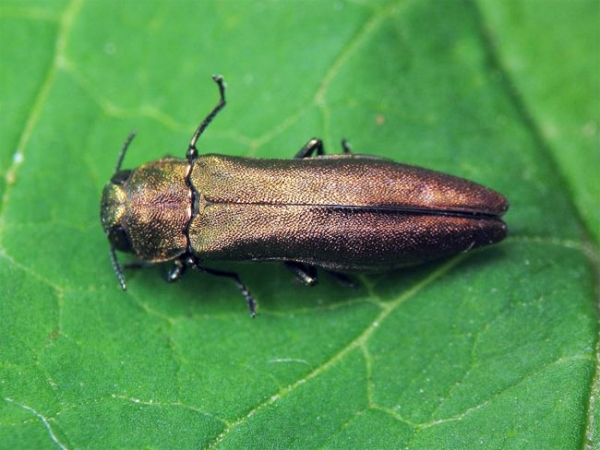 Frenk üzümü altından kurtulmak için, düşük budama yapmak ve etkilenen dalları yakmak gerekir.