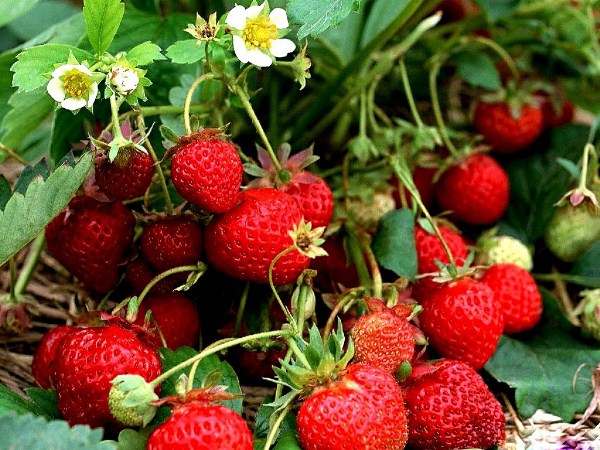  Garden strawberries